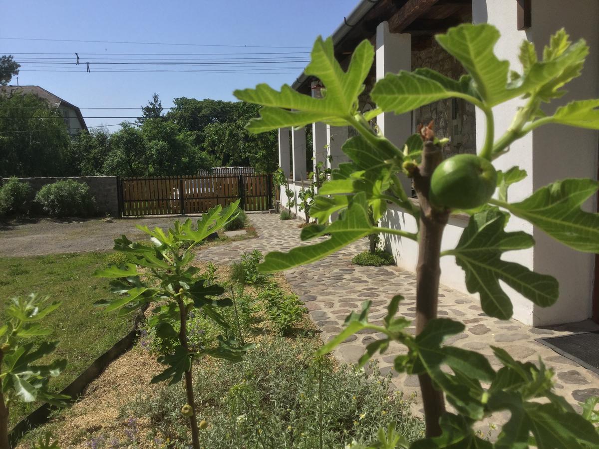 Vitamin B63 Vendeghaz Boldogkovaralja Dış mekan fotoğraf