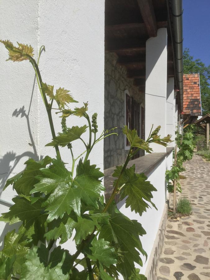 Vitamin B63 Vendeghaz Boldogkovaralja Dış mekan fotoğraf